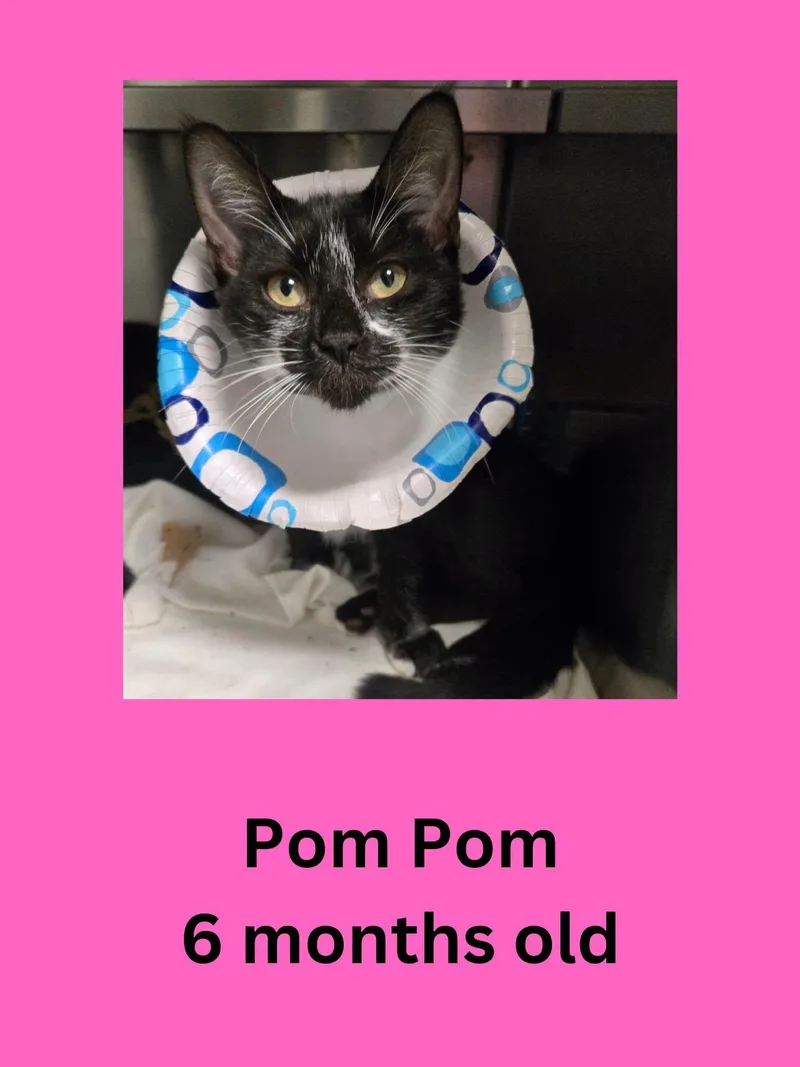 A baby small-sized female Black & White / Tuxedo Domestic Short Hair cat named Pom Pom for adoption in Ravenna, OH