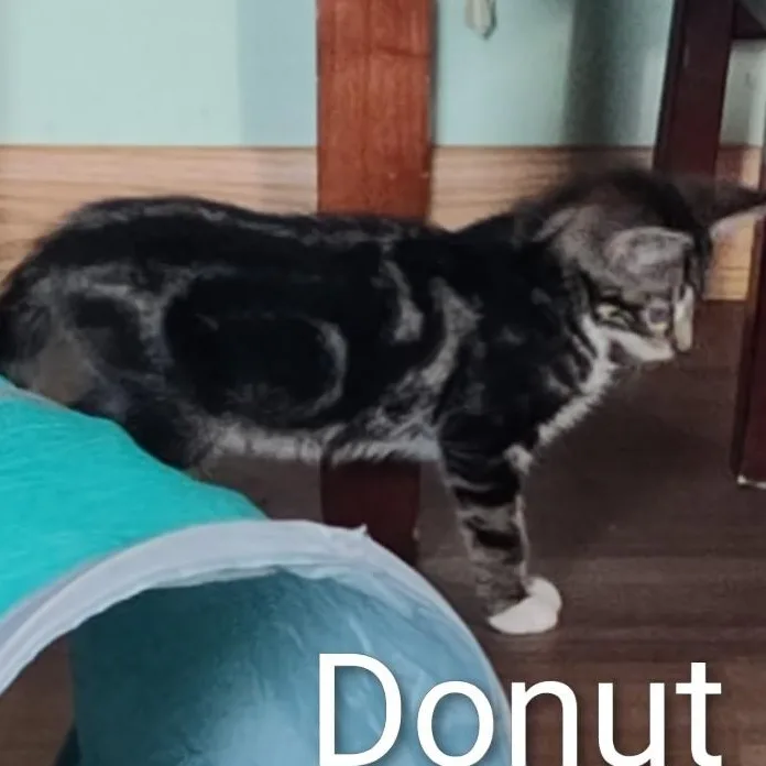 A baby medium-sized female Tabby (Brown / Chocolate) Domestic Short Hair cat named Donut for adoption in Watertown, WI