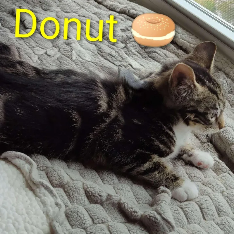 Donut thumbnail 3