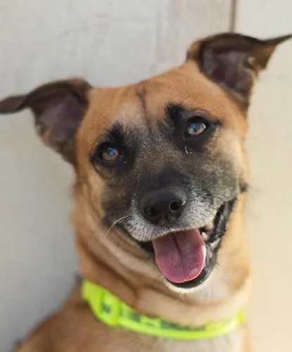 An adult medium-sized male Tricolor (Brown, Black, & White) Terrier dog named Yogi for adoption in Encinitas, CA