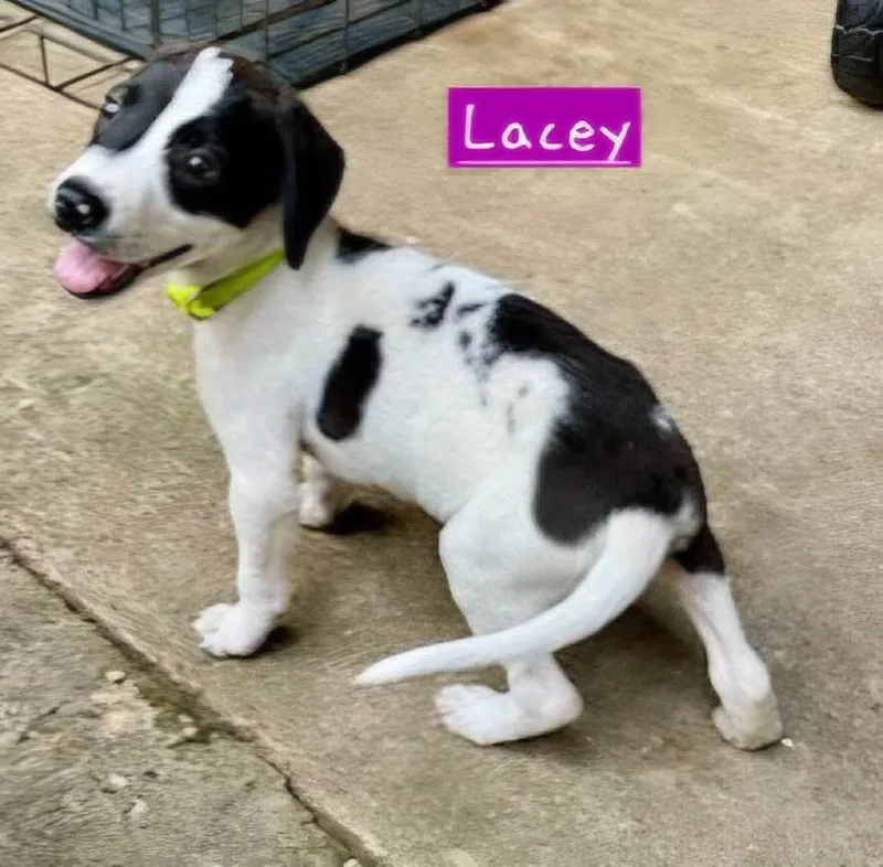 Lacey thumbnail 2