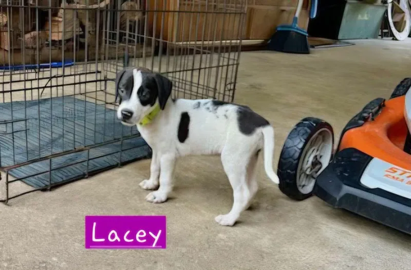 Lacey thumbnail 3