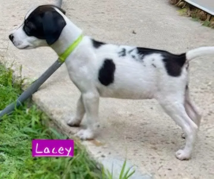 Lacey thumbnail 4