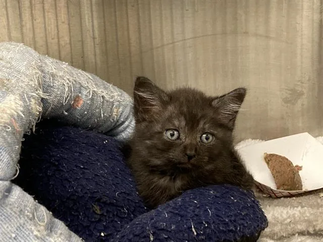 A baby small-sized female Domestic Short Hair cat named Squeaky for adoption in Tustin, CA