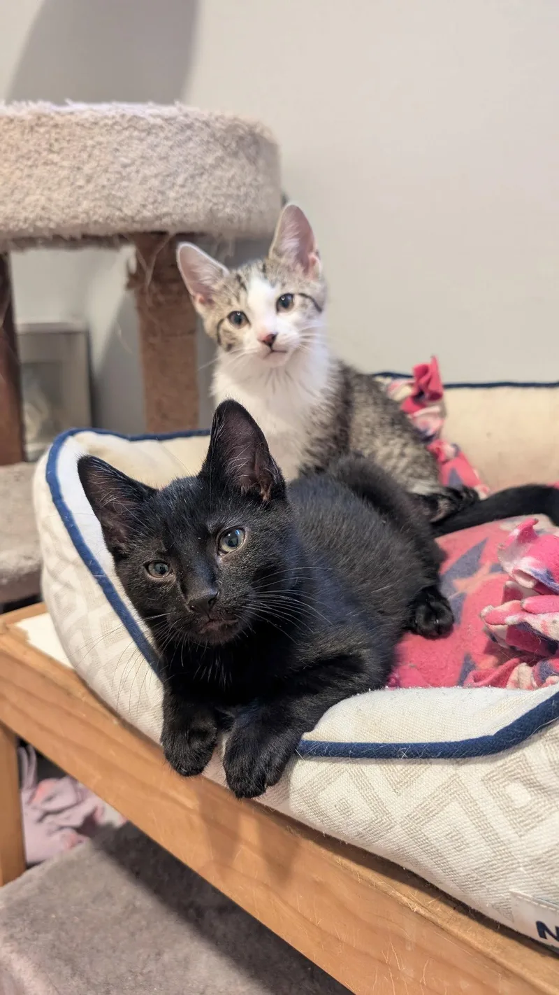 A baby medium-sized male Black Domestic Short Hair cat named Moe for adoption in Wheaton, IL
