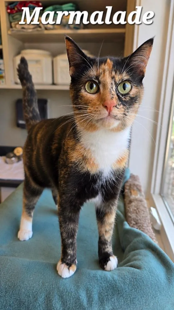 A young medium-sized female Domestic Short Hair cat named Marmalade for adoption in Sidney, OH