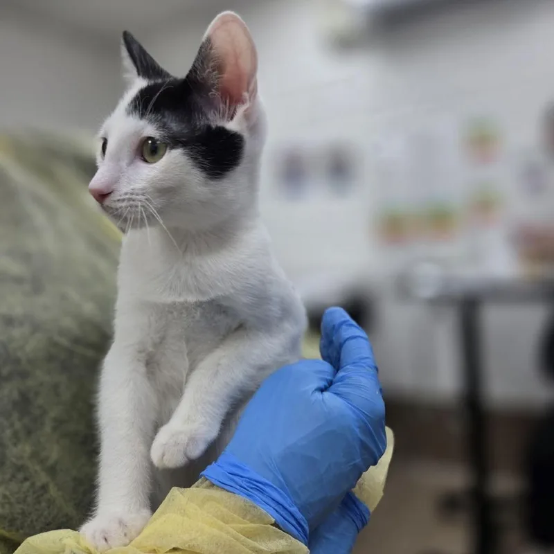 A baby small-sized male Domestic Short Hair cat named Namco for adoption in Incline Village, NV