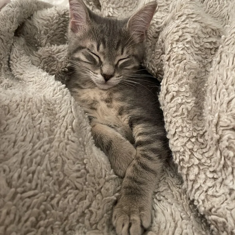 A baby small-sized male Tabby (Gray / Blue / Silver) Domestic Short Hair cat named Scout for adoption in Spring, TX