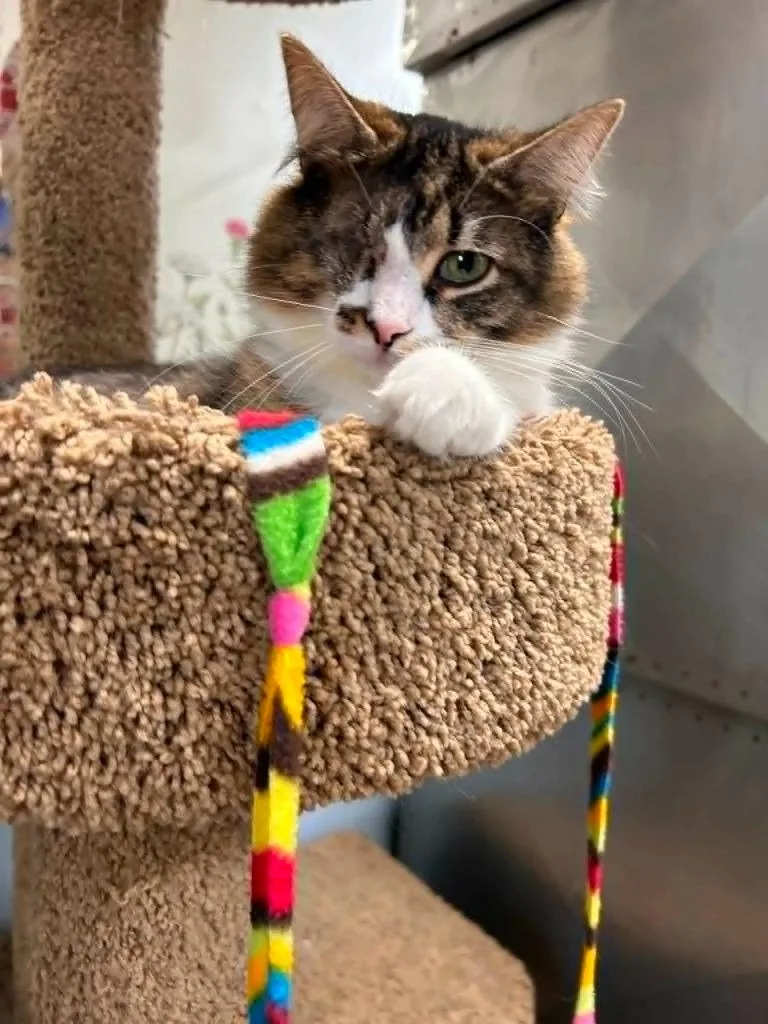 A young medium-sized female Domestic Long Hair cat named Sue for adoption in New Manchester, WV