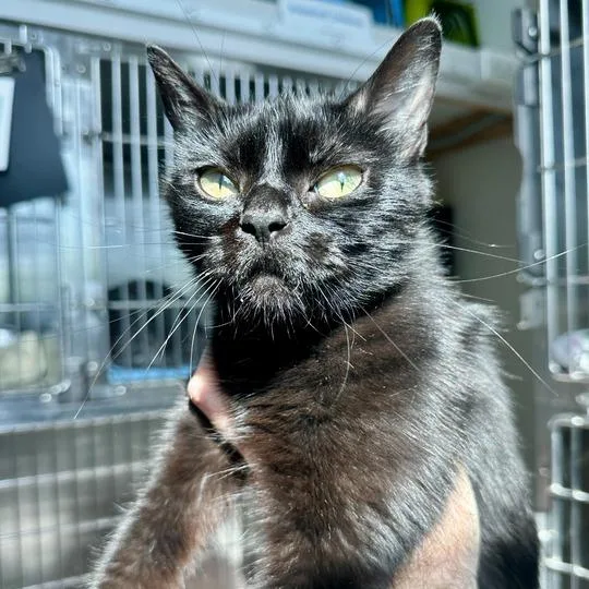 An adult medium-sized female Black Domestic Short Hair cat named Ebono for adoption in Matteson, IL
