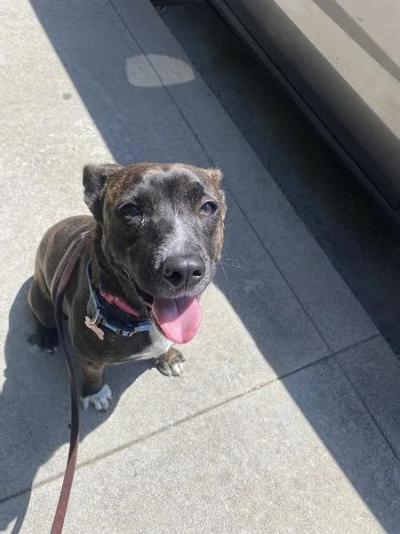 An adult medium-sized female Pit Bull Terrier dog named Chikis for adoption in San Diego, CA
