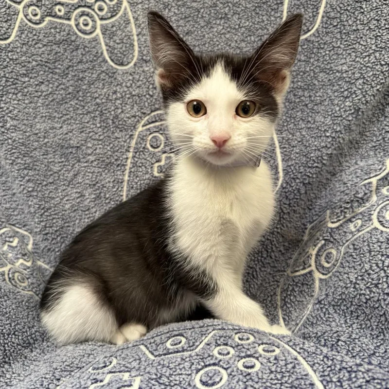 A baby small-sized male White Domestic Short Hair cat named Donnie for adoption in Long Beach, CA