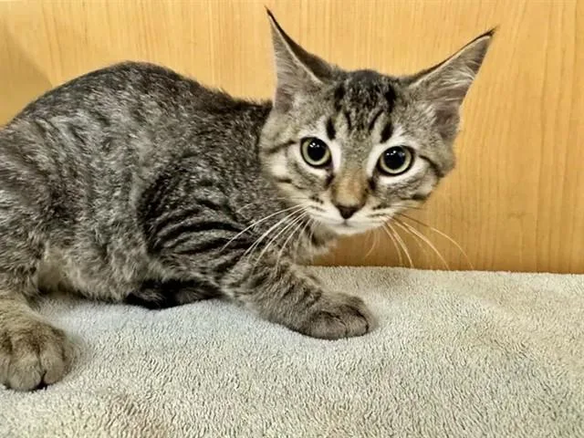 A baby small-sized male Domestic Short Hair cat named Half Pint for adoption in Saint Louis, MO