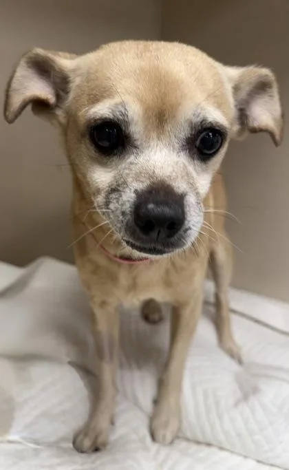 A senior small-sized female Chihuahua dog named Priscilla for adoption in East Brookfield, MA