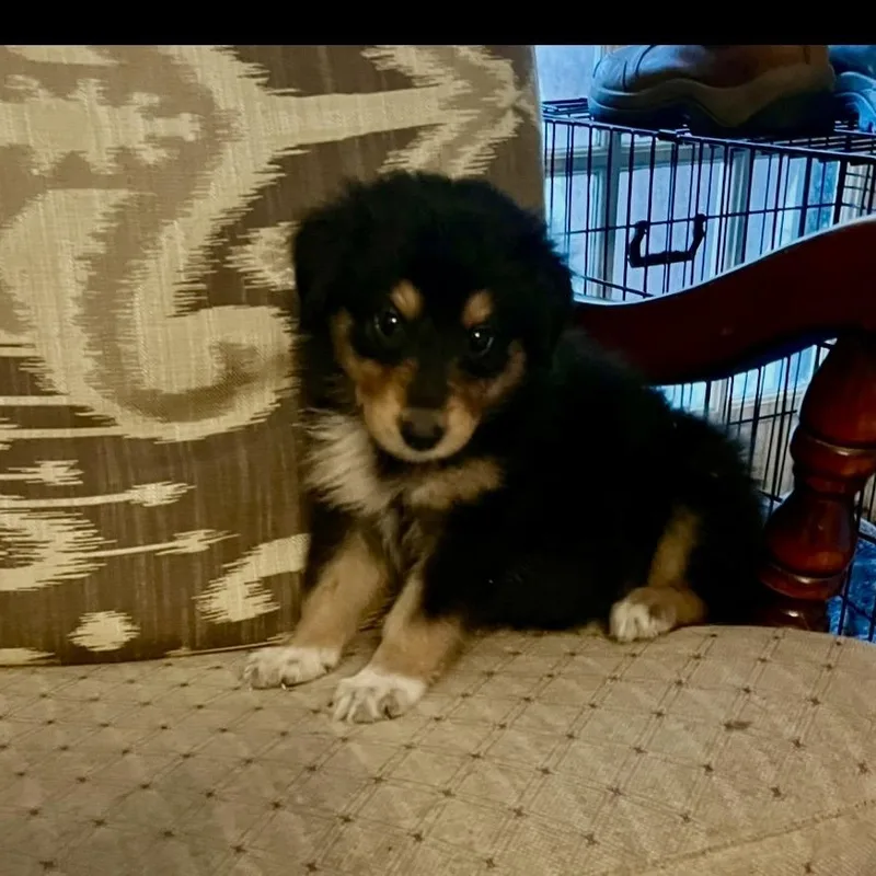 A baby medium-sized female Tricolor (Brown, Black, & White) Bernese Mountain Dog dog named Tippy for adoption in Cordova, TN