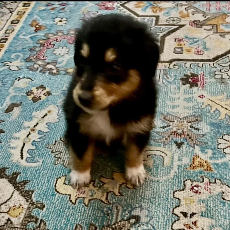 Tippy thumbnail 5