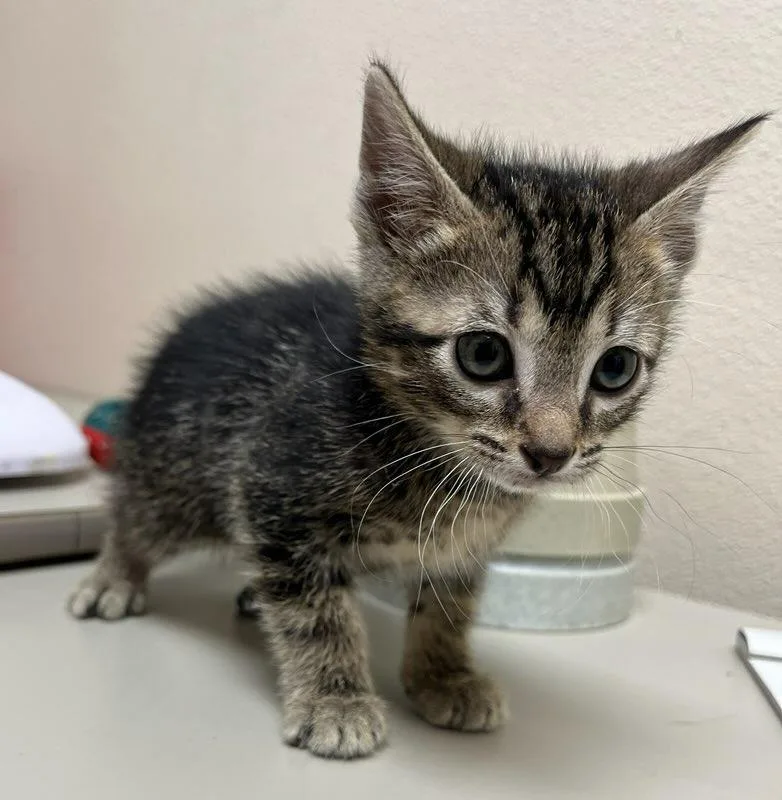 A baby medium-sized male Domestic Short Hair cat named McChicken for adoption in Richland Hills, TX
