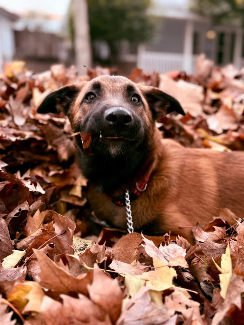 Maverick thumbnail 2