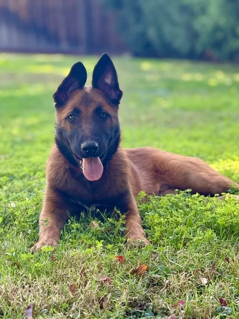 Maverick thumbnail 3