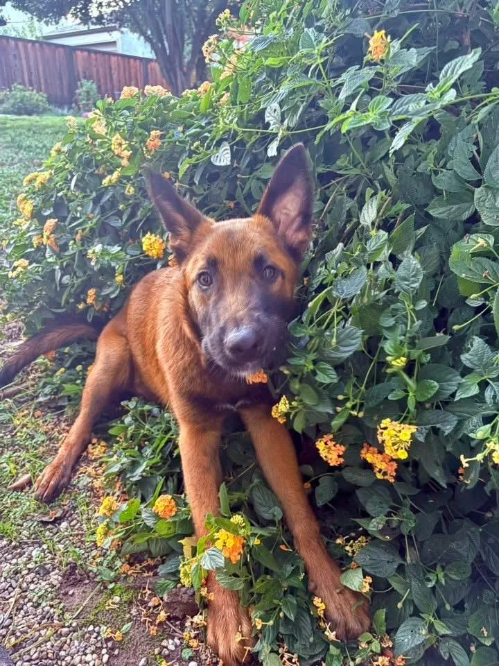 Maverick thumbnail 4