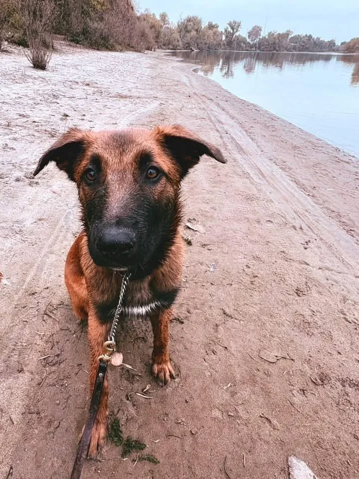 Maverick thumbnail 6