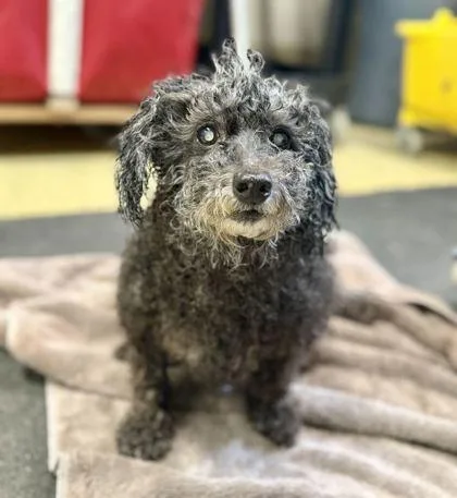 A senior small-sized female Poodle dog named Betty for adoption in Daytona Beach, FL