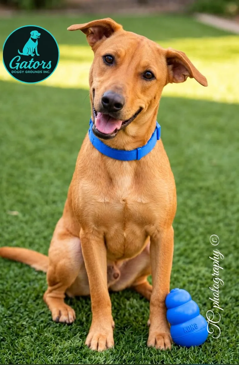 A young medium-sized male Labrador Retriever dog named Golden for adoption in Hortense, GA