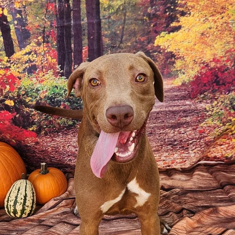 A young medium-sized male Brown / Chocolate Labrador Retriever dog named Tony Jum for adoption in Austin, TX