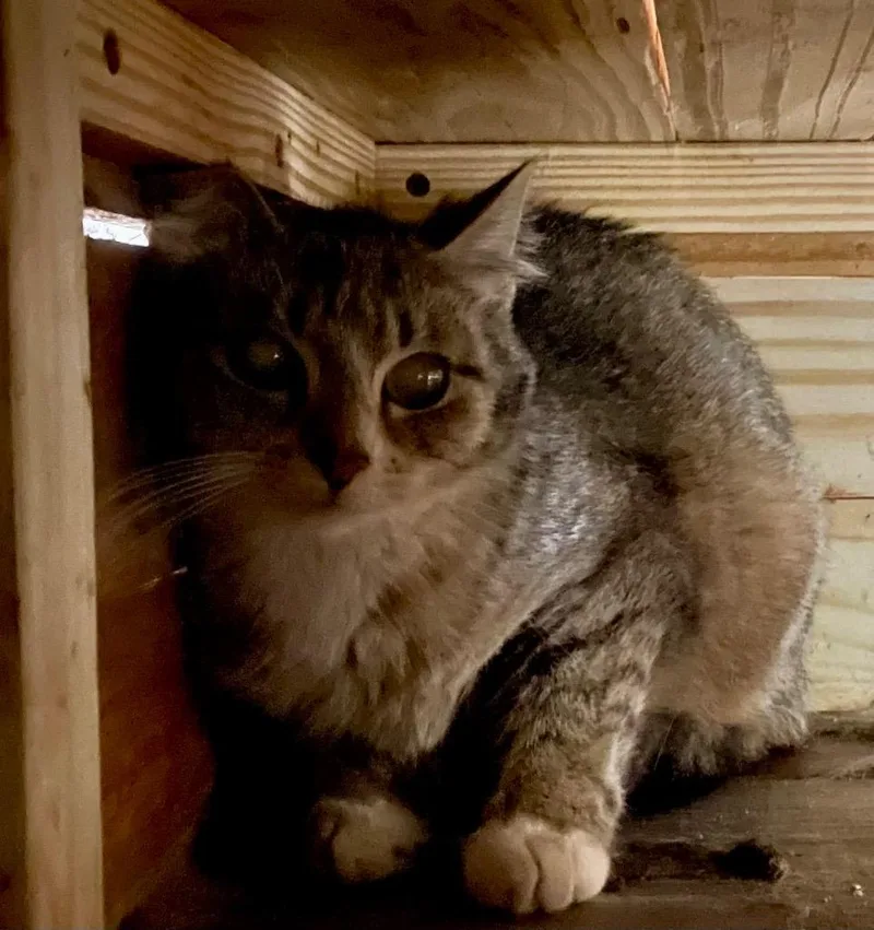 A young medium-sized male Domestic Short Hair cat named Magic for adoption in North Vernon, IN