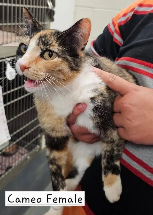 An adult medium-sized female Calico Domestic Short Hair cat named Cameo for adoption in Amherst, VA