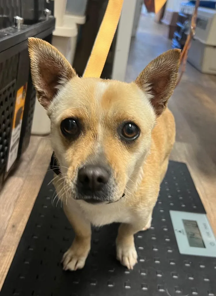 An adult small-sized female Yellow / Tan / Blond / Fawn Chihuahua dog named Stella for adoption in Shingle Springs, CA