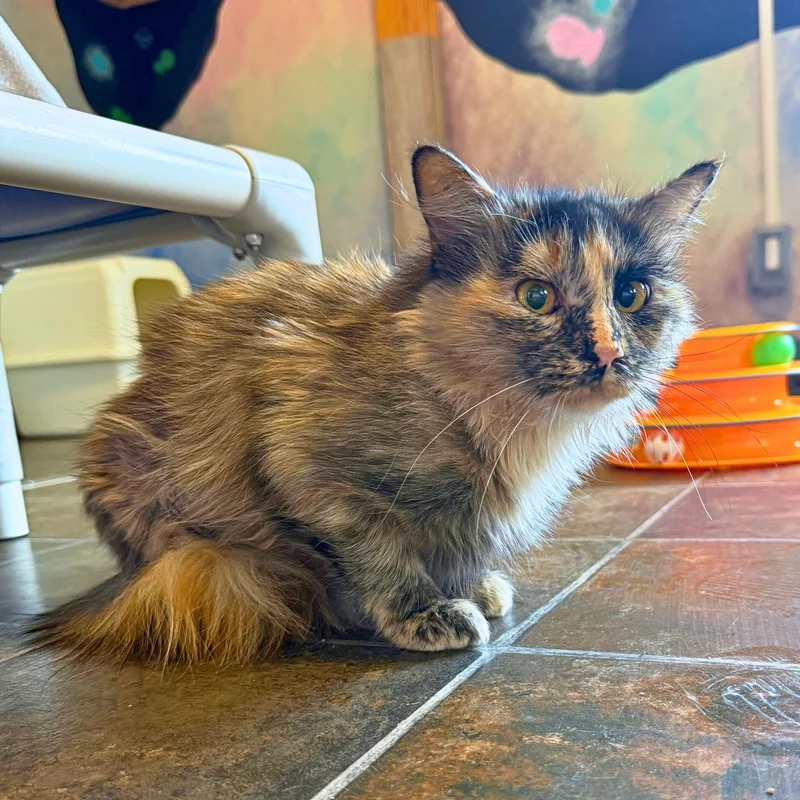 A young medium-sized female Tortoiseshell cat named Briar for adoption in Ridgway, CO