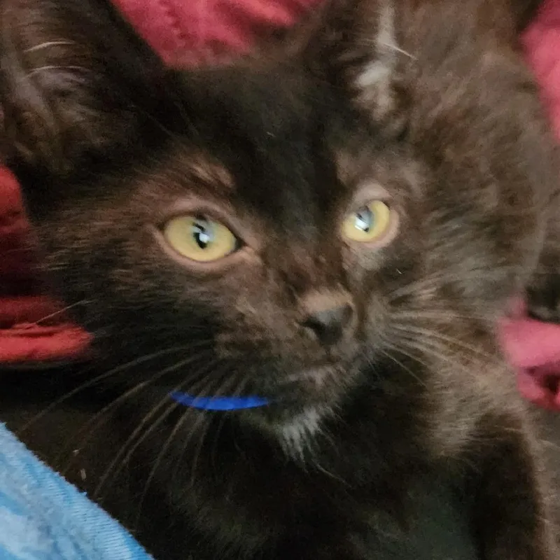 A baby small-sized male Black Domestic Short Hair cat named Stuart for adoption in Carmel, IN
