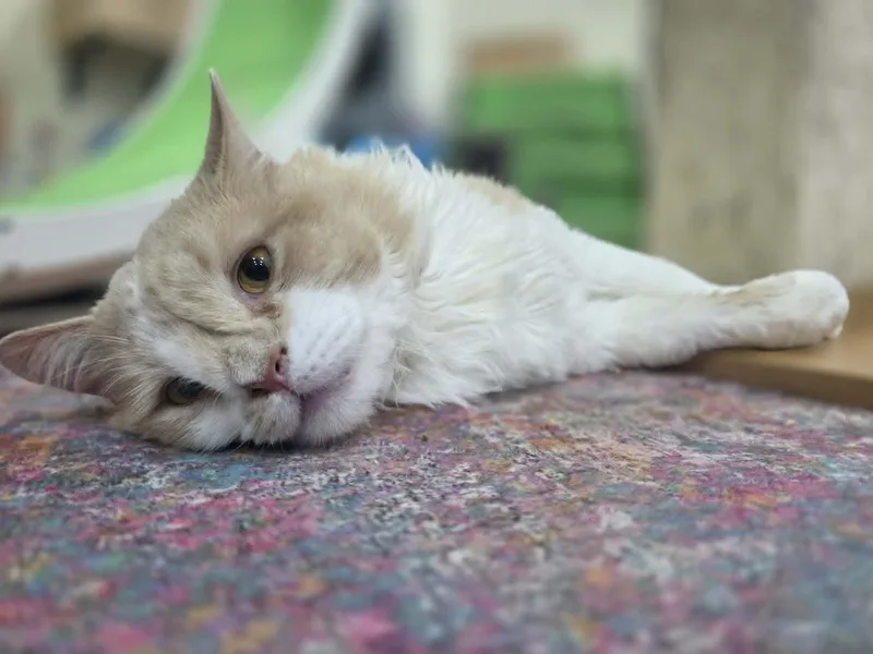 A young large-sized male Cream / Ivory Domestic Long Hair cat named Mcsteamy  Ct Residents for adoption in Norwich, CT