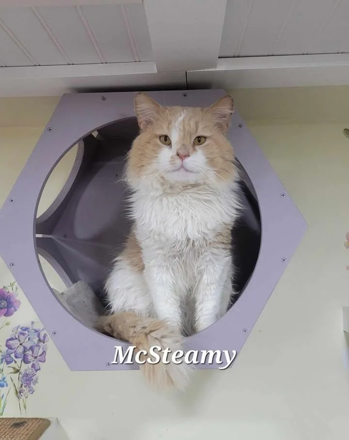 Mcsteamy  Ct Residents thumbnail 3