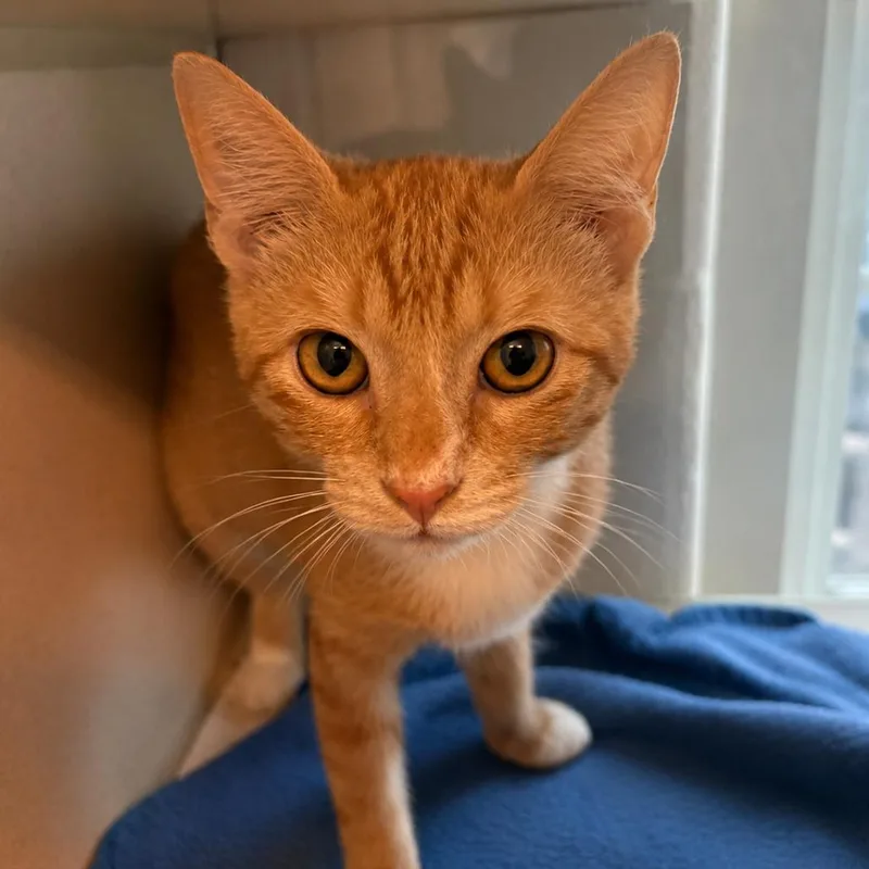 A baby small-sized female Orange / Red Domestic Short Hair cat named Minced Garlic for adoption in Gloucester, VA