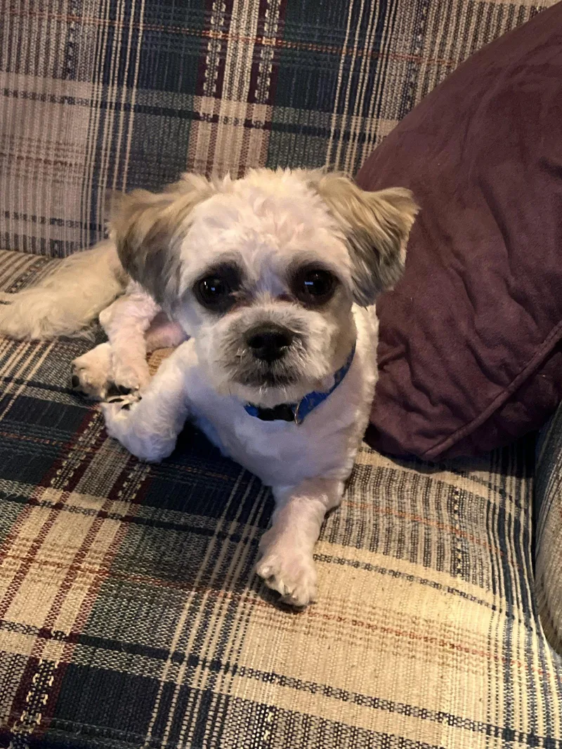 A young small-sized male Maltese dog named Pepper for adoption in Montello, WI