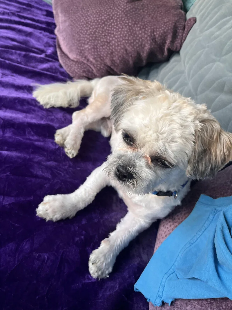 Pepper thumbnail 2