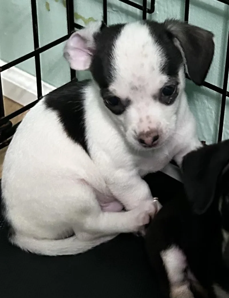 A baby small-sized male Chihuahua dog named Mickey for adoption in Lafayette Hill, PA