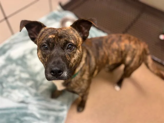 An adult medium-sized male Cardigan Welsh Corgi dog named Captain Corgan for adoption in Fort Wayne, IN