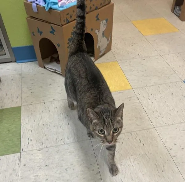A senior small-sized female Domestic Short Hair cat named Lola for adoption in Sioux City, IA