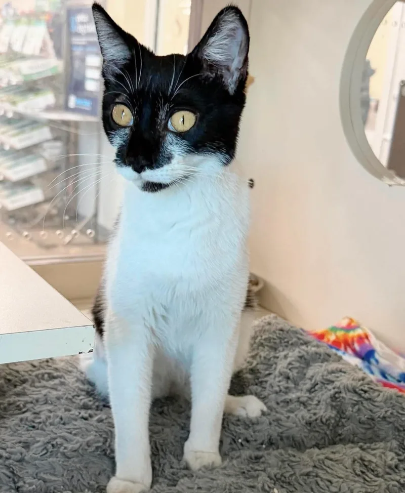 A baby medium-sized female Black & White / Tuxedo Tuxedo cat named Trinket for adoption in Philadelphia, PA