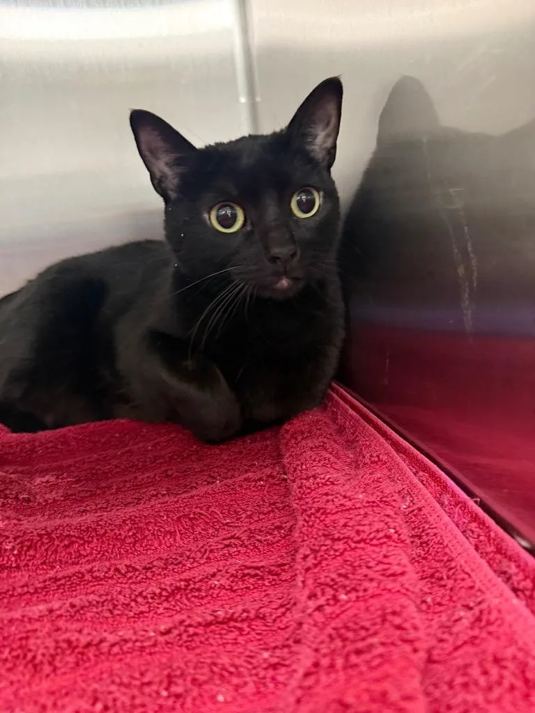 An adult small-sized female Domestic Short Hair cat named Cindy Clawford for adoption in Thousand Oaks, CA