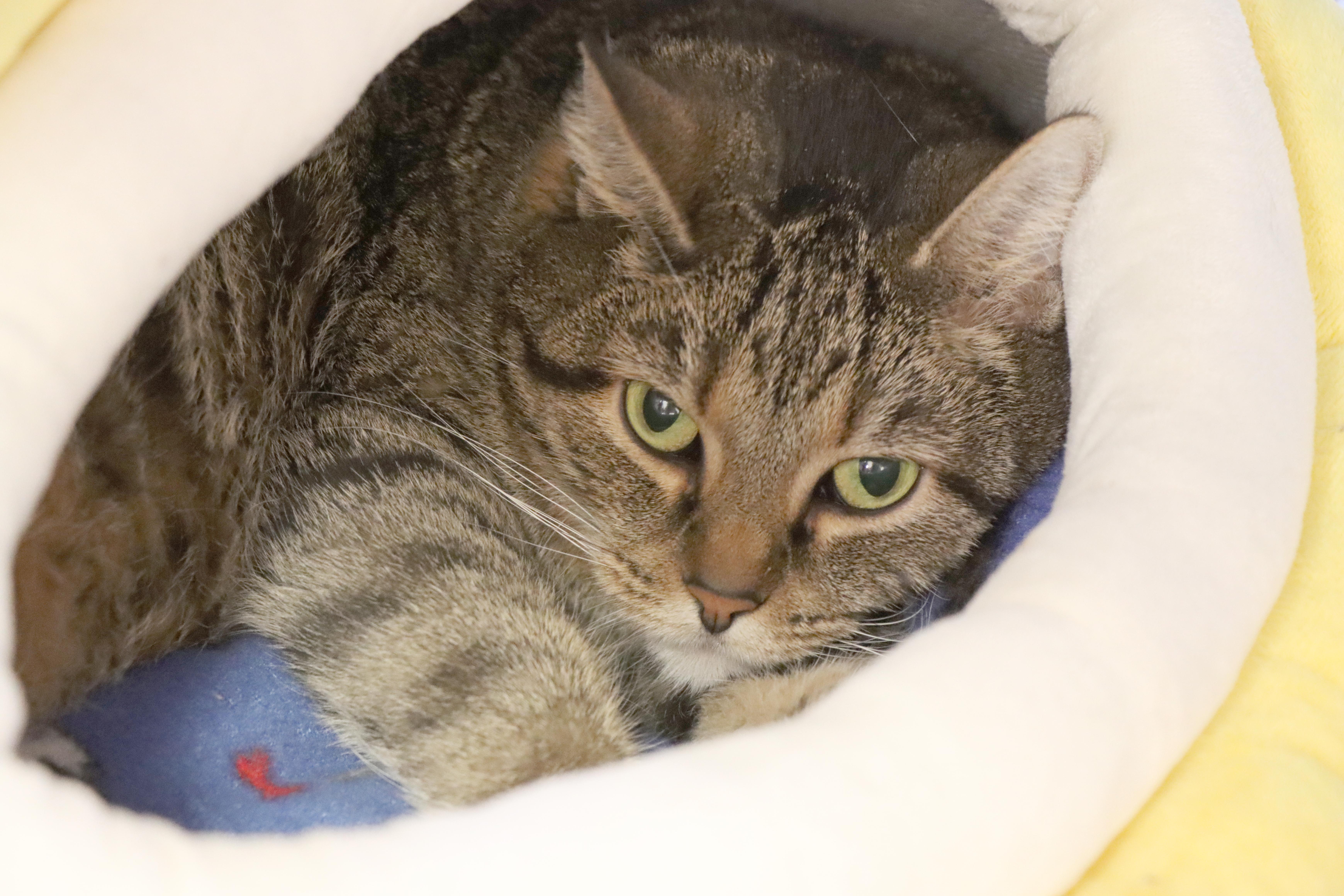 A senior large-sized female Tabby (Brown / Chocolate) Domestic Short Hair cat named Nia for adoption in House Springs, MO
