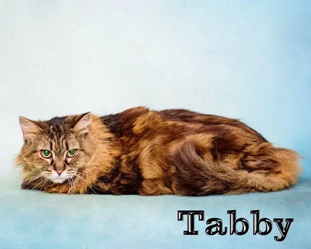 Tabby