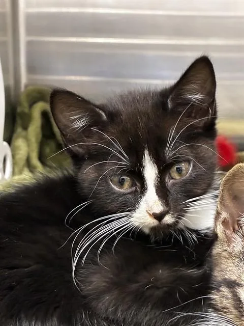 A baby small-sized female Domestic Short Hair cat named Squish for adoption in Fort Lauderdale, FL