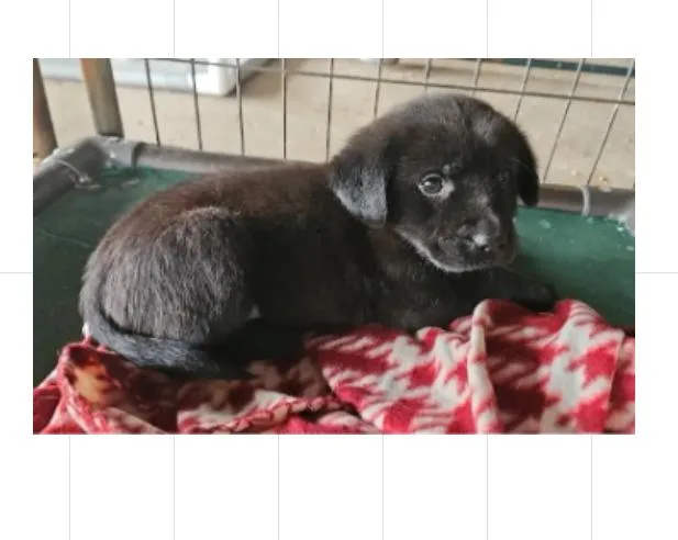 A baby medium-sized male Black Black Labrador Retriever dog named Timothee Chalamet for adoption in Boulder, CO