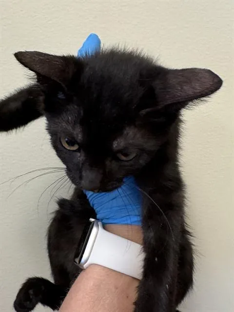 A baby small-sized female Domestic Short Hair cat named Spooklet for adoption in West Valley City, UT