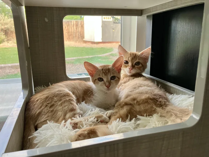 A young small-sized female Tabby (Orange / Red) Domestic Short Hair cat named Tater Tots for adoption in Tucson, AZ