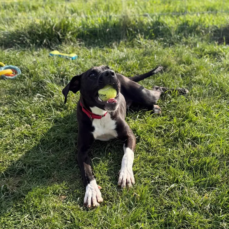 An adult medium-sized male Black Labrador Retriever dog named Chance for adoption in Fairfax Station, VA